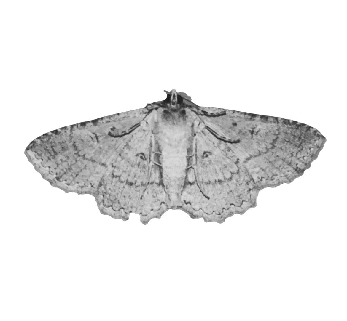 MOTH/WHITE BUTTERFLY